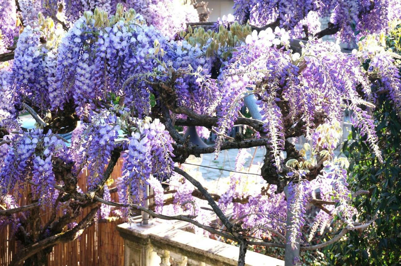 Il Glicine Di Lucca Apartment ภายนอก รูปภาพ